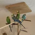 4 Wellis suchen ein neues Heim Bild 1