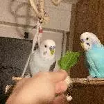 Senior Stauffenberg ist einsam und sucht einen neuen Schwarm Bild 2