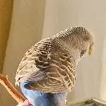 Henni und Mike suchen ein neues Zuhause Bild 2