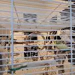 Wellensittiche suchen Zuhause Bild 2