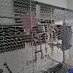 Wellensittiche suchen Zuhause Bild 3