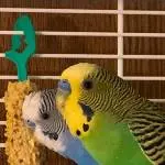 2 süße junge Wellensittiche ( 3 jährig) Bild 1