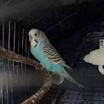 Wellihahn Hannes sucht ein neues Zuhause Bild 1