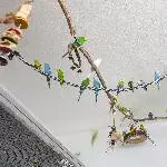 Aufgabe der Haltung 30 Wellis suchen ein Zuhause Bild 1