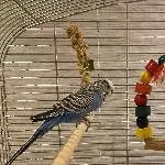 Krümel sucht ein neues Zuhause Bild 1