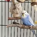 Henk sucht ein neues Zuhause Bild 1