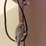 Henk sucht ein neues Zuhause Bild 4