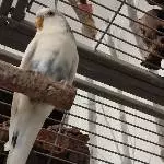 Handicapschwarm einer Freundin sucht ein neues Zuhause Bild 2