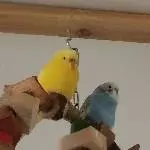 Handicapschwarm einer Freundin sucht ein neues Zuhause Bild 3