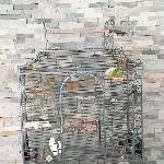 Wellensittichpärchen mit großem Vogelbauer zu verschenken Bild 2