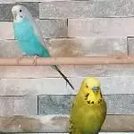 Wellensittichpärchen mit großem Vogelbauer zu verschenken Bild 1