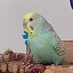 Zuhause für Nicht-Fliegerin Amy gesucht Bild 1