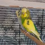 4 Wellensittiche suchen ein neues Zuhause Bild 2