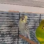 4 Wellensittiche suchen ein neues Zuhause Bild 1