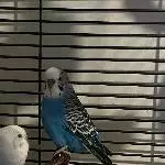 Unser Hahn sucht neue/n Freund/in Bild 1