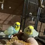 Pärchen sucht ein neues Zuhause Bild 1