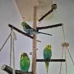 19 Wellis suchen ein neues Zuhause Bild 8