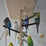 19 Wellis suchen ein neues Zuhause Bild 7