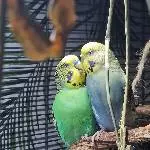 19 Wellis suchen ein neues Zuhause Bild 5