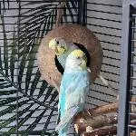 19 Wellis suchen ein neues Zuhause Bild 3