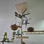 19 Wellis suchen ein neues Zuhause Bild 1
