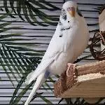 19 Wellis suchen ein neues Zuhause Bild 6