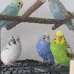 19 Wellis suchen ein neues Zuhause Bild 2