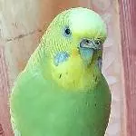Liebevolles Zuhause für unsere Wellensittichdame gesucht Bild 1