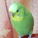 Liebevolles Zuhause für unsere Wellensittichdame gesucht Bild 2