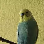 4 Wellis suchen neuen Wirkungskreis Bild 7