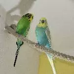 4 Wellis suchen neuen Wirkungskreis Bild 3