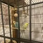 4 Wellis suchen neues Zuhause Bild 4