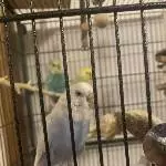 4 Wellis suchen neues Zuhause Bild 3