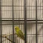 4 Wellis suchen neues Zuhause Bild 2
