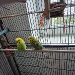 2 Wellensittiche abzugeben Bild 1