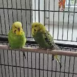2 Wellensittiche abzugeben Bild 2