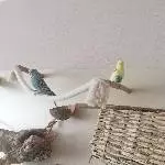 4 Wellis suchen ein liebevolles Zuhause (3 Hähne, 2 Hennen) Bild 3