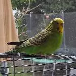 Welli-Dame sucht Schwarm Bild 1