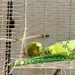 Suche liebevolles Zuhause für Nelli Bild 1