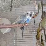 2 ältere Wellensittiche suchen neues Zuhause Bild 2