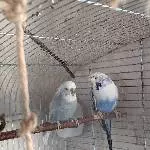 2 ältere Wellensittiche suchen neues Zuhause Bild 1