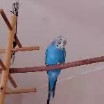 Altersruhesitz nach Verlust des Partner gesucht Bild 2