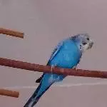 Altersruhesitz nach Verlust des Partner gesucht Bild 1
