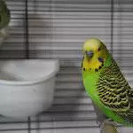 Raupy sucht ein neues Zuhause Bild 1