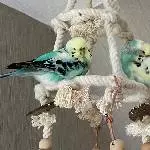 Neues Zuhause für Alex gesucht Bild 4
