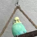 Neues Zuhause für Alex gesucht Bild 3