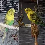 Einsame Dame sucht Zuhause Bild 1