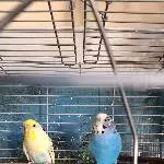 Suche gutes Zuhause für 2 junge Wellensittiche Bild 1