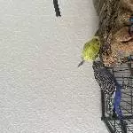 Suche ein zuhause für 2 Wellensittiche Bild 1