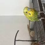 Suche ein zuhause für 2 Wellensittiche Bild 2